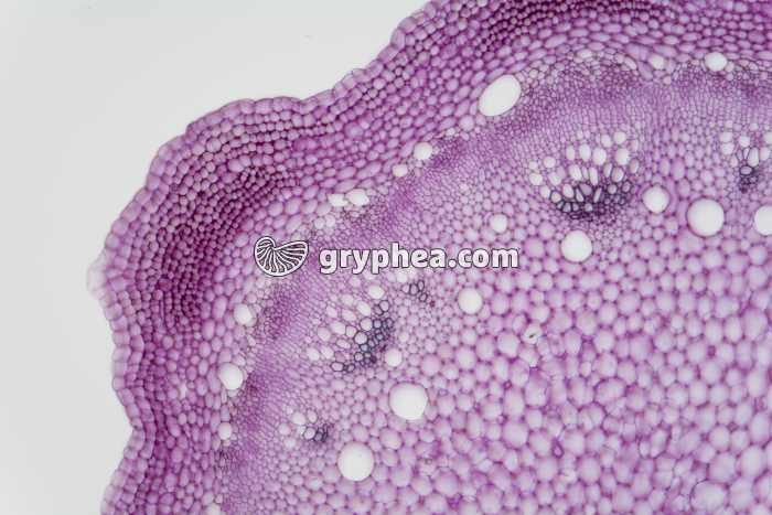 Tige de Sureau, str - gryphea.com